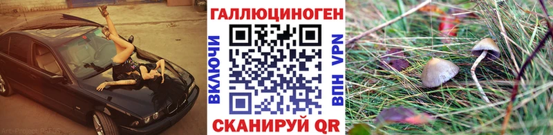 закладка  Зуевка  Псилоцибиновые грибы Cubensis 